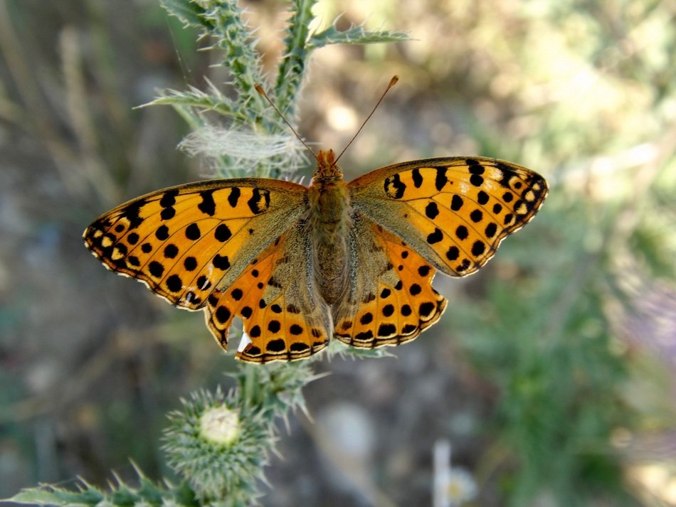 black spotted orange butterfly on thistle