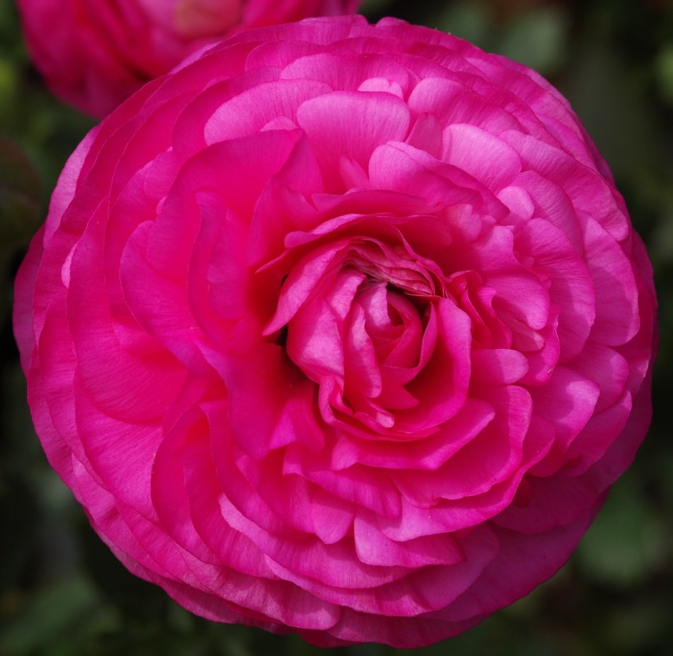 pink poppy flower in spring