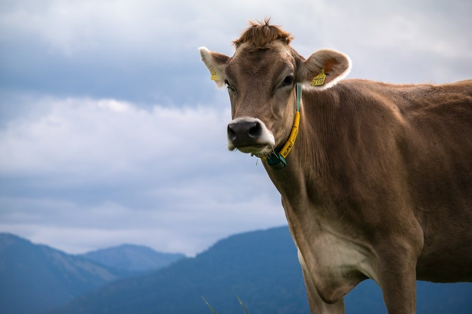 milk cow on the alpine meadows