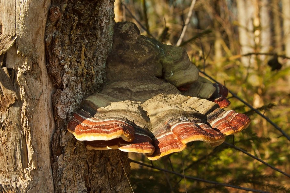 Toxic mushrooms on the tree in the forest
