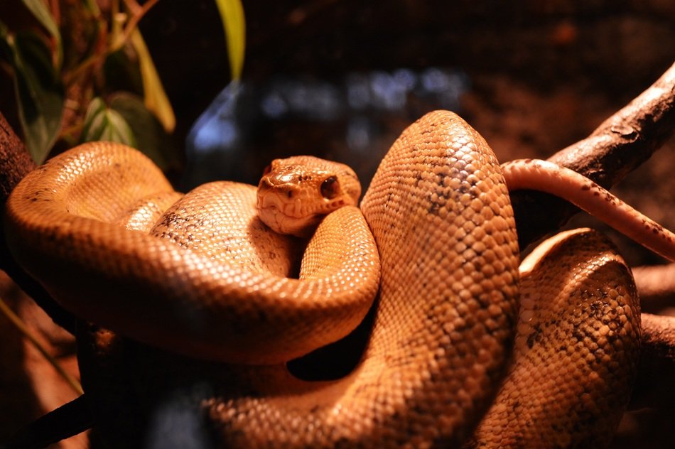 Closeup picture of the cobra
