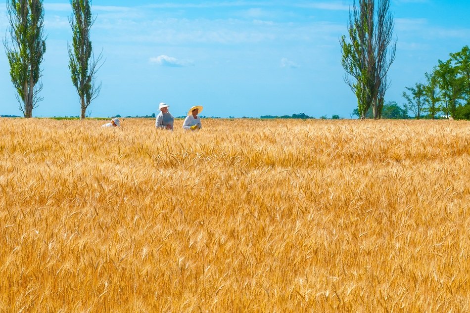 wheat field in Ukraine