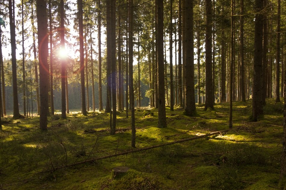 sunbeam through the forest trees