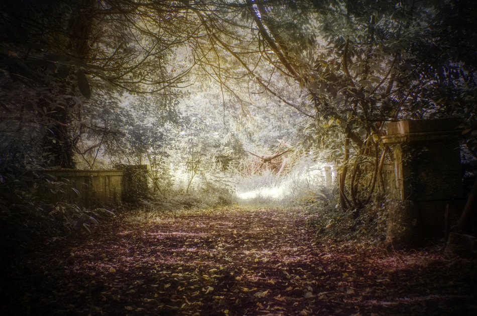 path near the trees in the forest