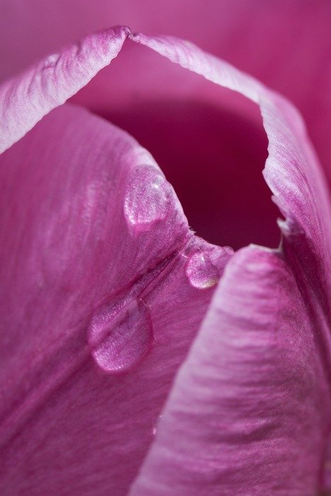 dew on tulip