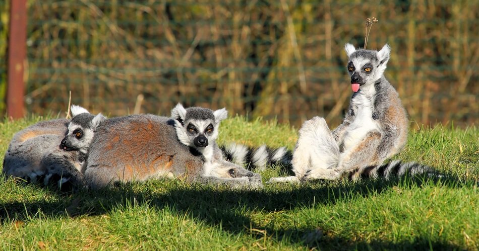 Lemurs on the grass