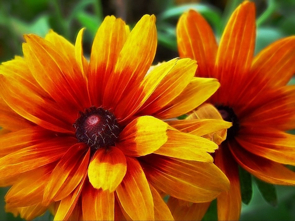 beautiful and delightful yellow flower