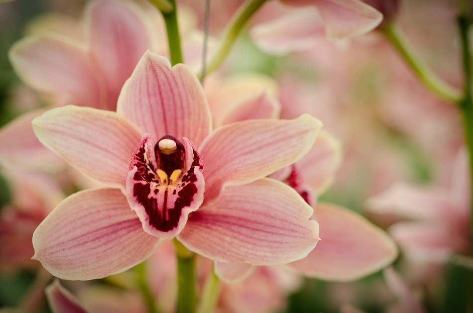 pink orchid with burgundy heart