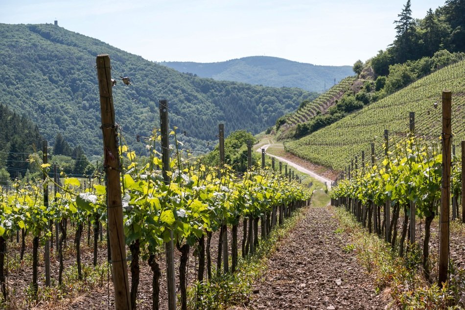 winegrowing in highlands