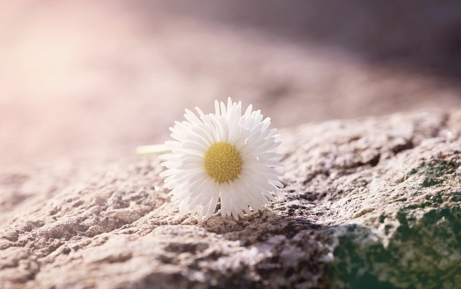 White daisy flower on the rock