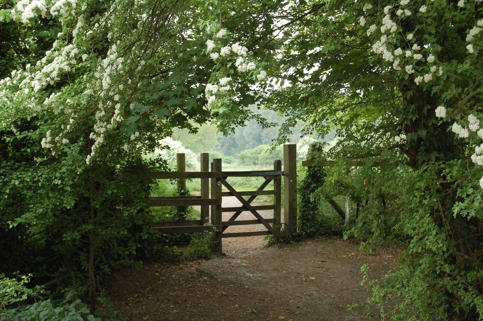 Gate among green trees