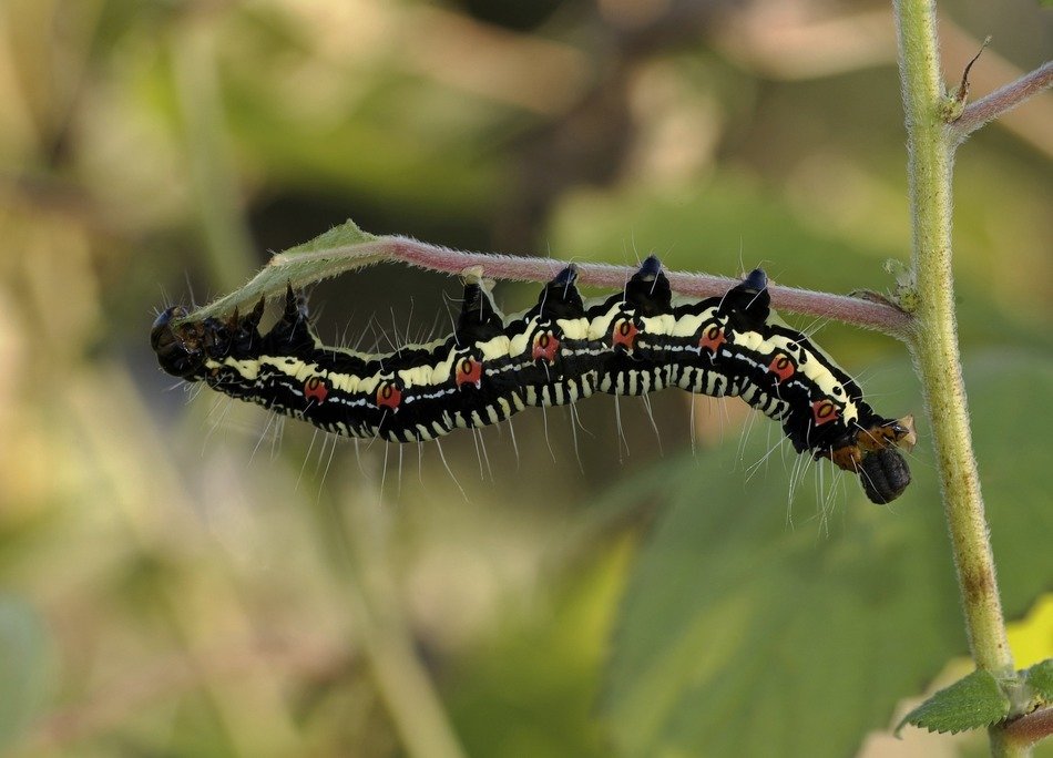 arcte coerula larva