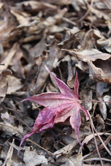 pink leaves autumn