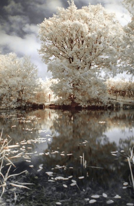 A tree in the snow near the lake