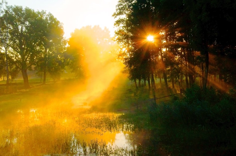 bright sun over the pond in the forest