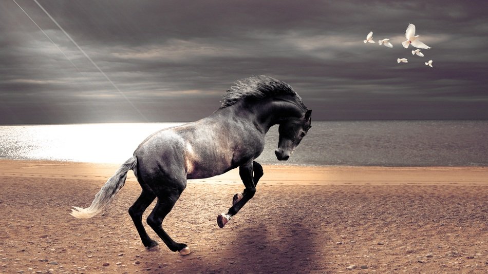 beautiful horse is running on the beach, collage