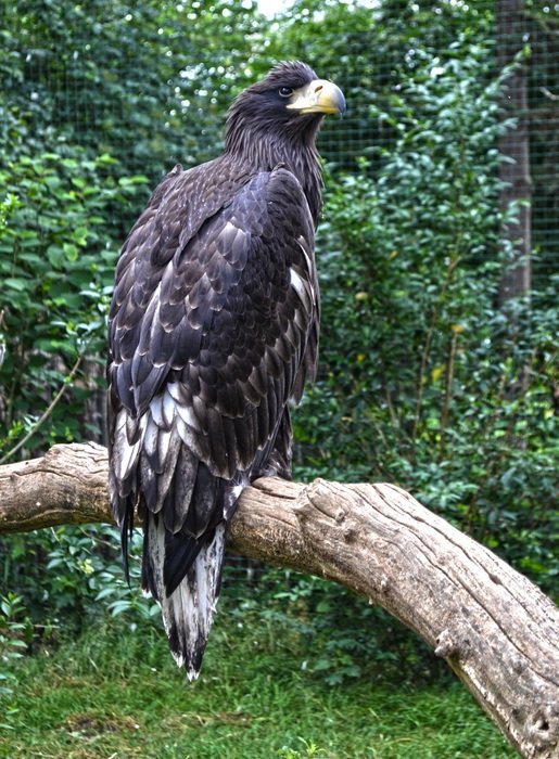 orel- bird of prey