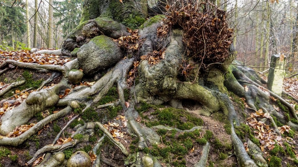 The root of the tree in the forest