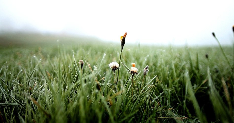 beautiful and delightful dew flower