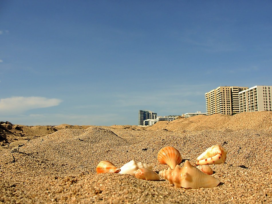 landscape of marine conches on a miami beach