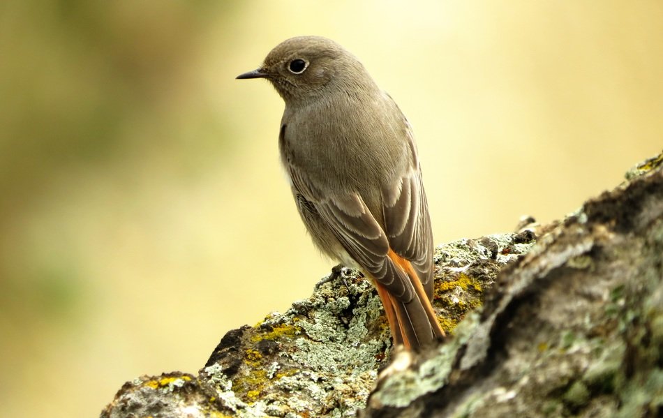 bird stands on a rock