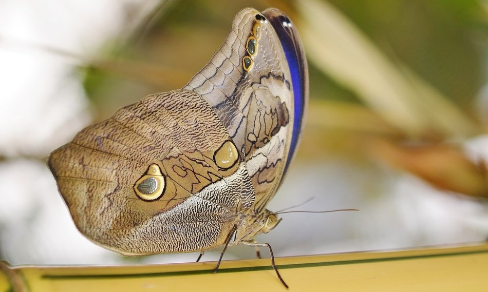 Macro picture of butterfly insect