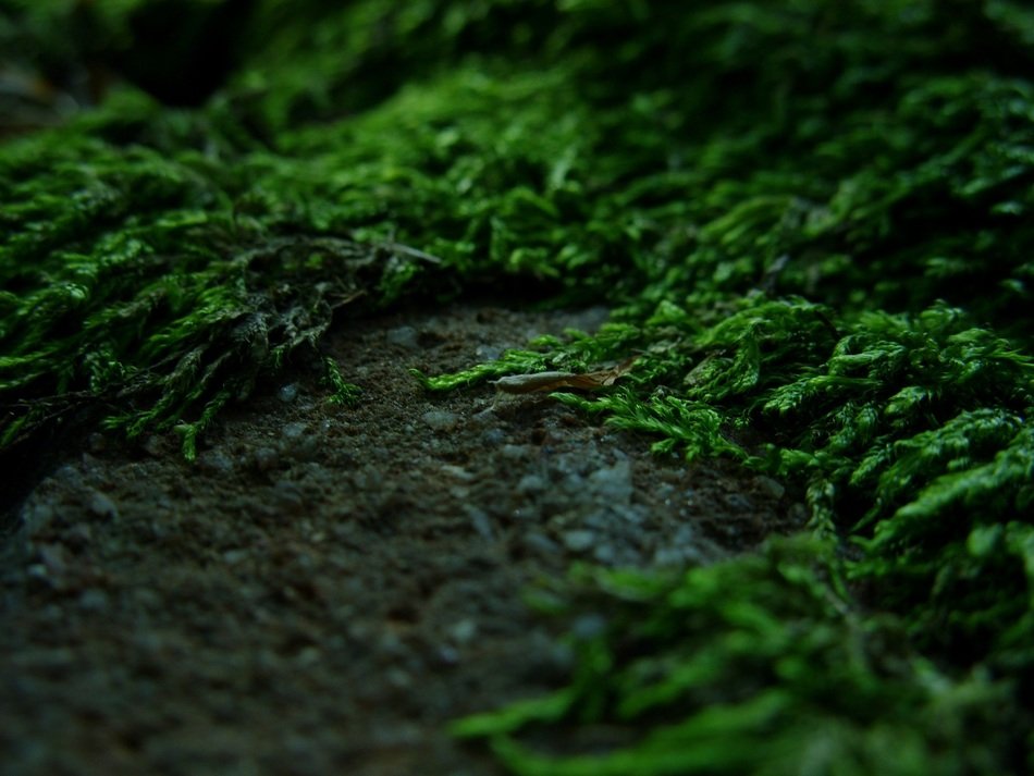 wet stone and moss in the forest