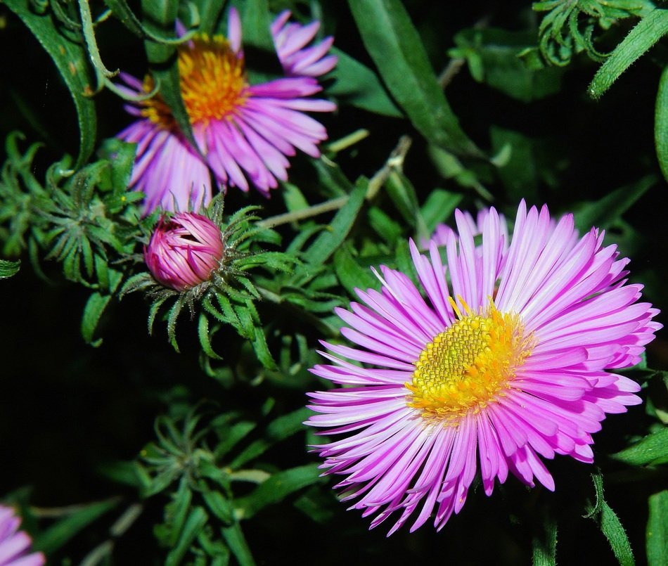 beautiful and delightful purple plant