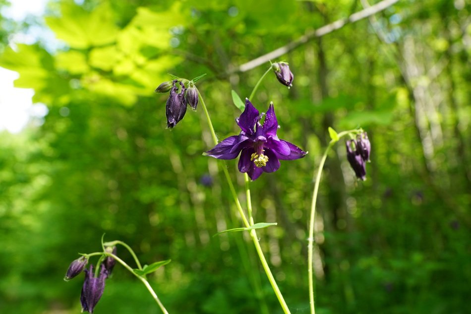 closeup photo of purple bellflower blooms