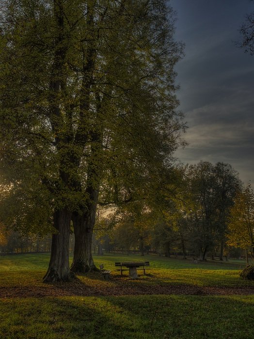 autumn herbsstimmung forest