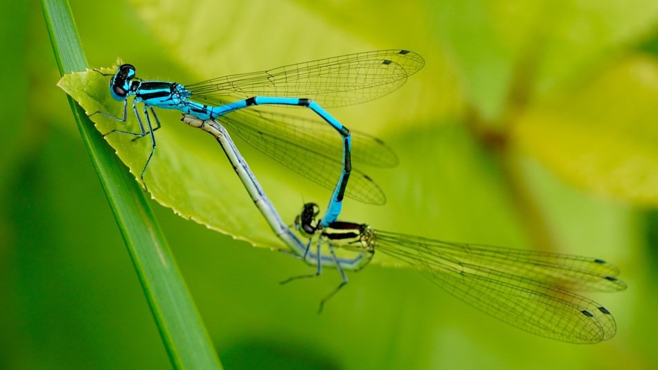 dragonflies pairing on leaf