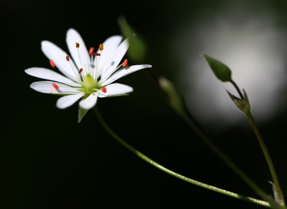 Close-up of the yellow flower in spring