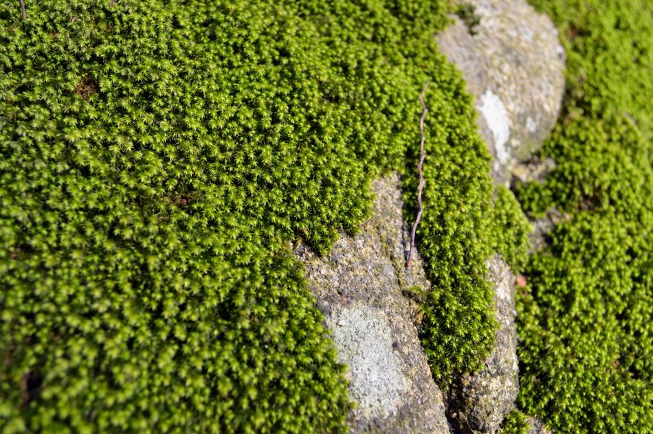 green moss on grey stone