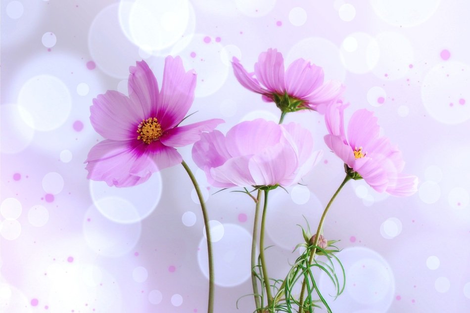 clipart of kosmee flowers