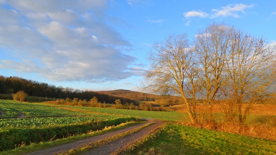 Landscape with the fields and the forest