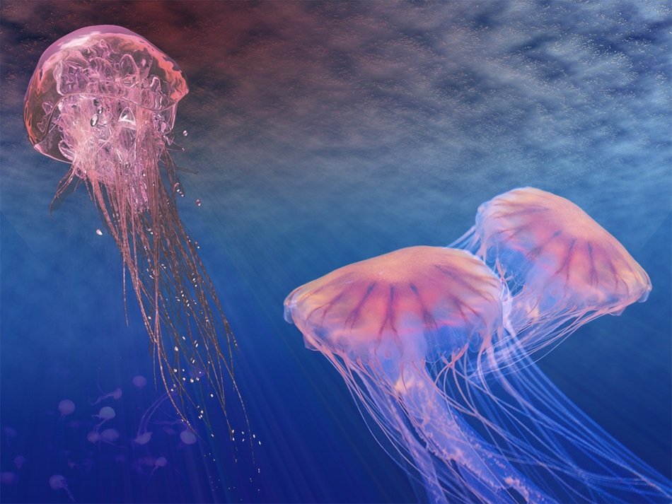 Pink jellyfish in the sea