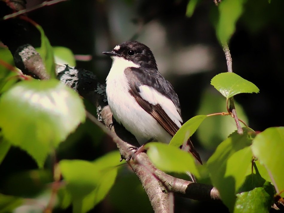 Photo of the Europeon pied fly catcher
