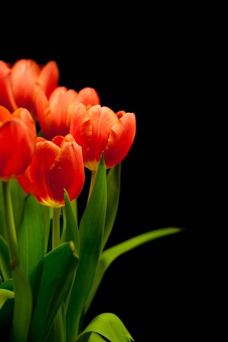 bouquet of red tulips on a black background