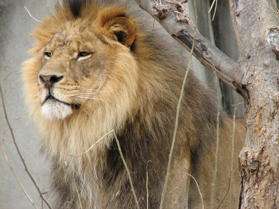photo of a big lion among the trees