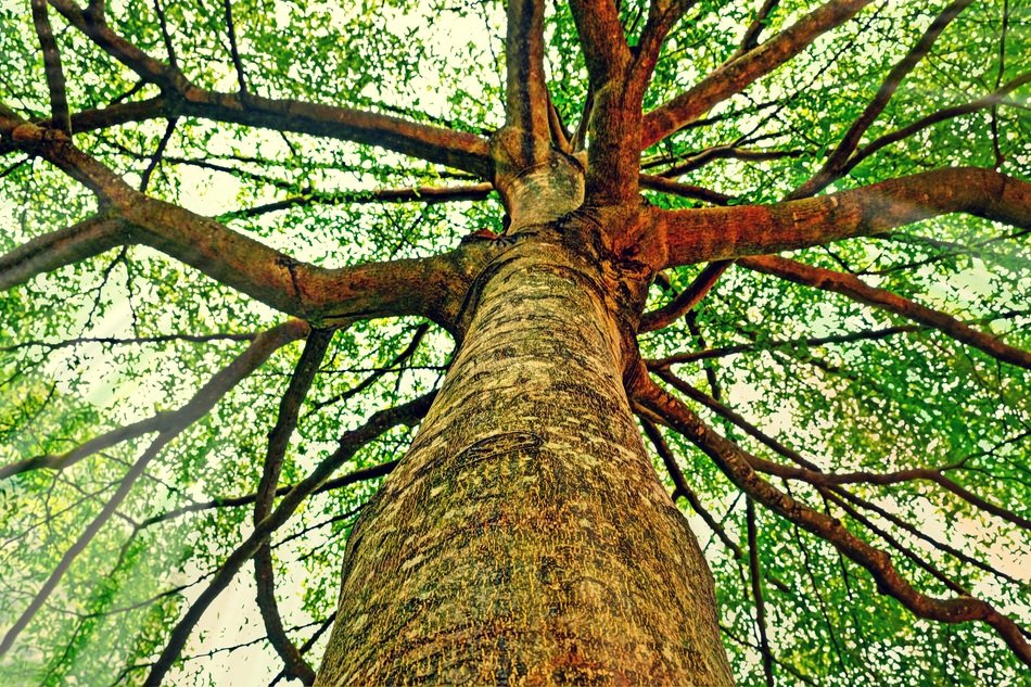 tree trunk with branches at sky