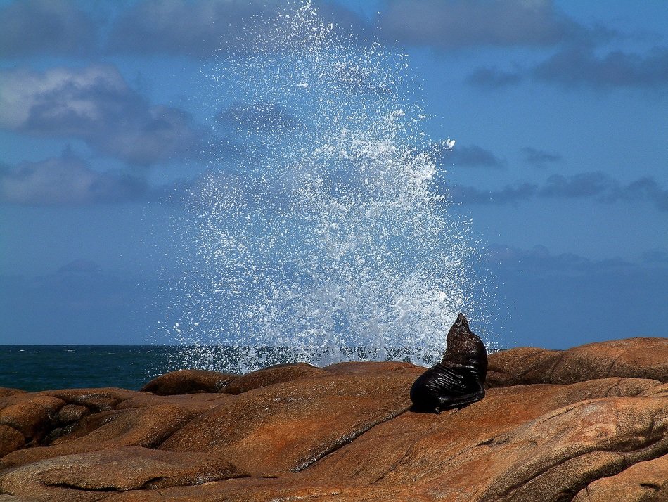 wild sea wolf by the sea