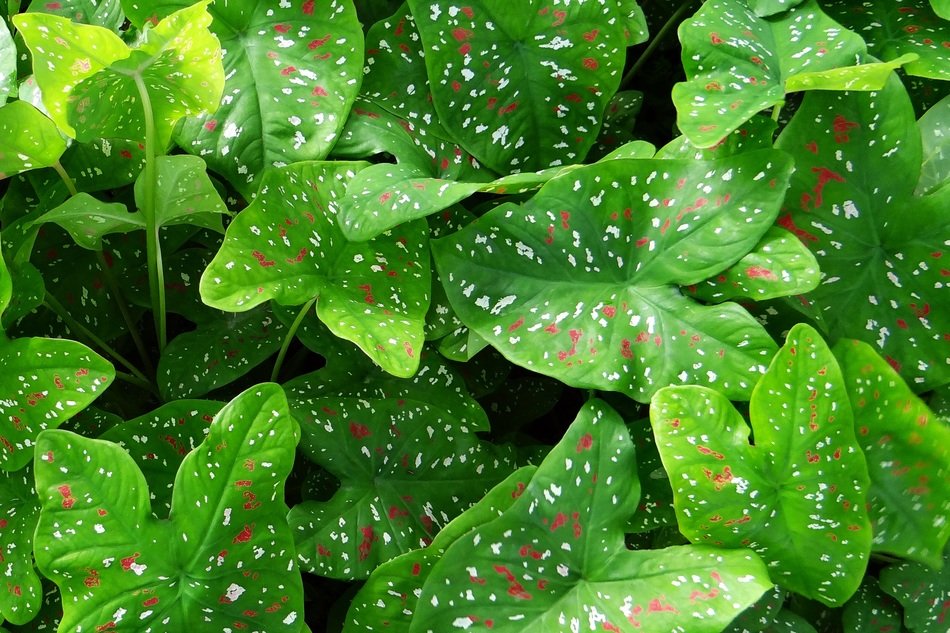 caladium plants