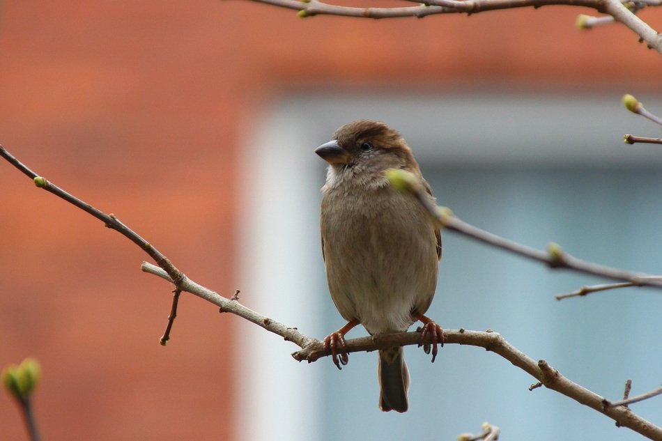 sparrow sitting on a branch on a background of the house