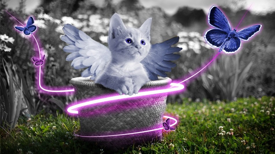Little grey kitten with wings in basket