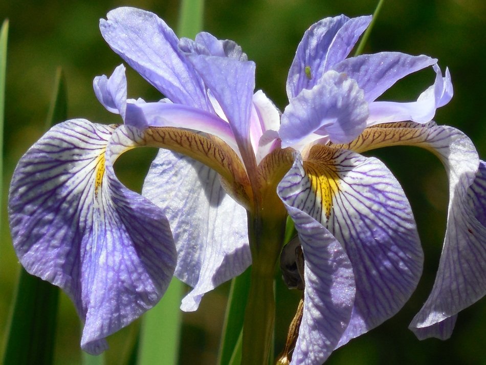 bud of the iris in the spring