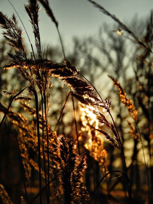 sunset in the grass