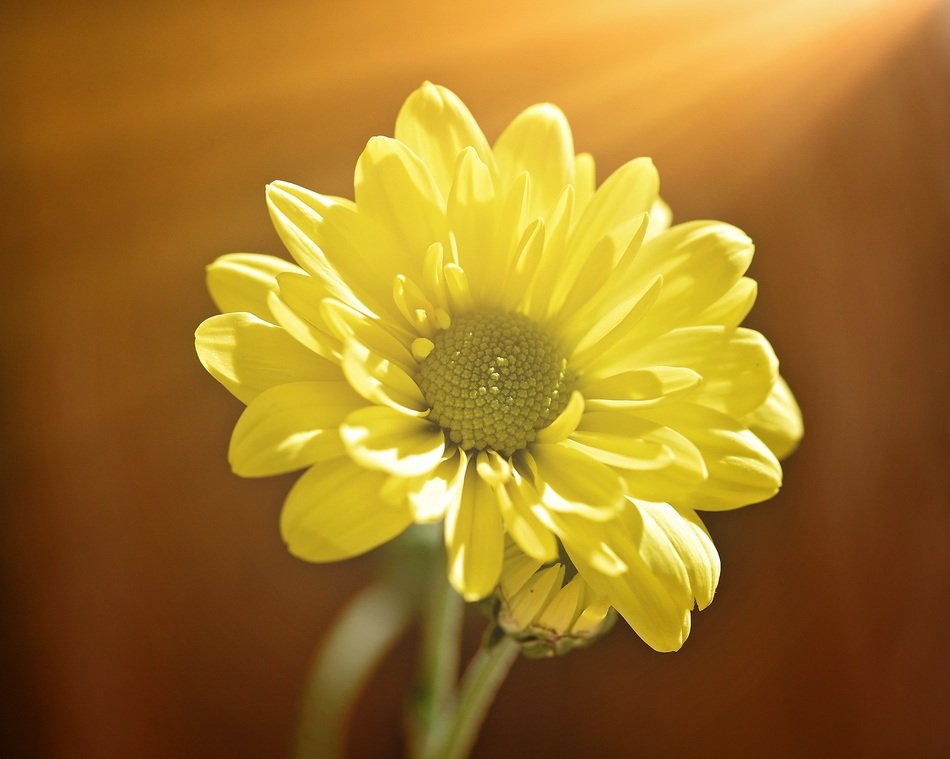 tree daisy flower