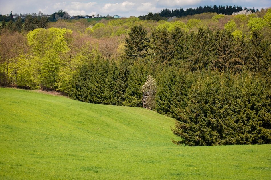 landscape of mixed forest and meadow
