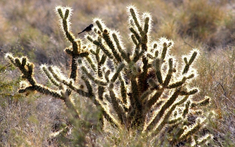 Picture of the plants in a desert