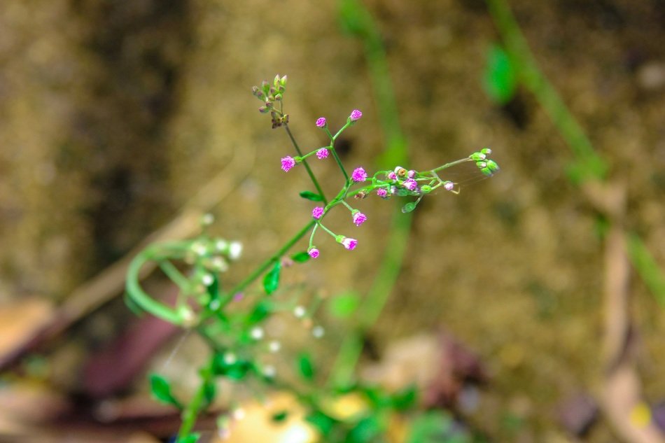 Little wild flower with dew drops